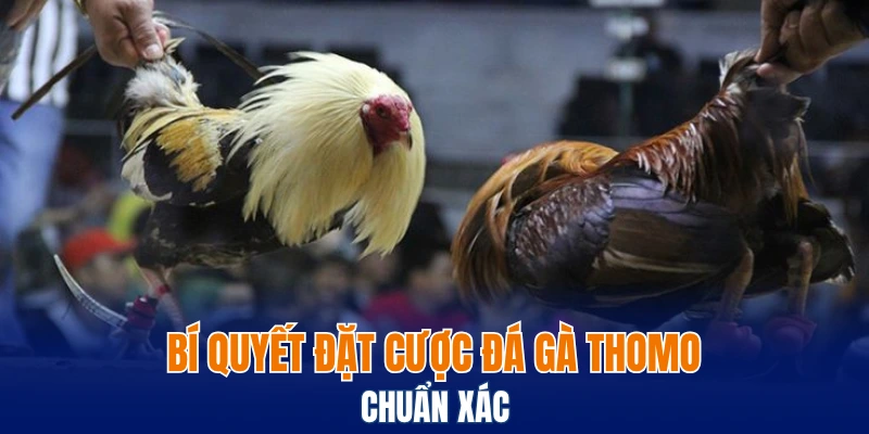 Bí quyết đặt cược đá gà Thomo chuẩn xác