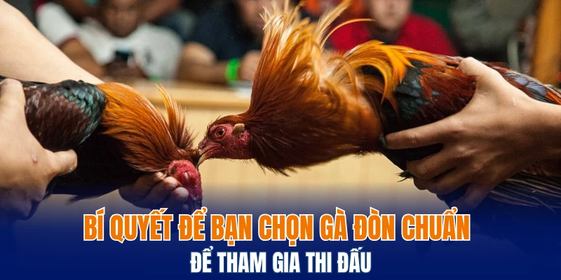 Bí quyết để bạn chọn gà đòn chuẩn để tham gia thi đấu