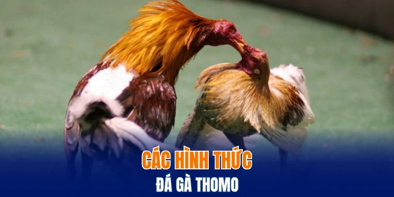 Các hình thức đá gà Thomo 