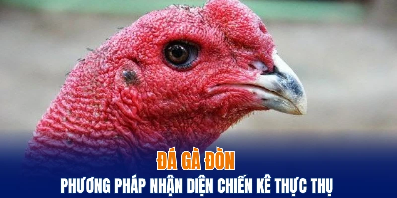 đá gà đòn