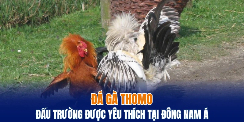 đá gà Thomo