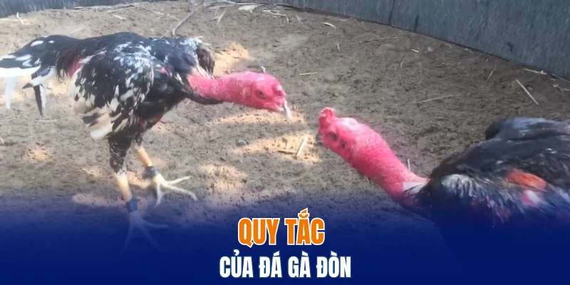Quy tắc của đá gà đòn