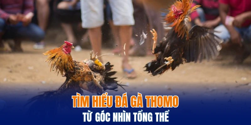 Tìm hiểu đá gà Thomo từ góc nhìn tổng thể
